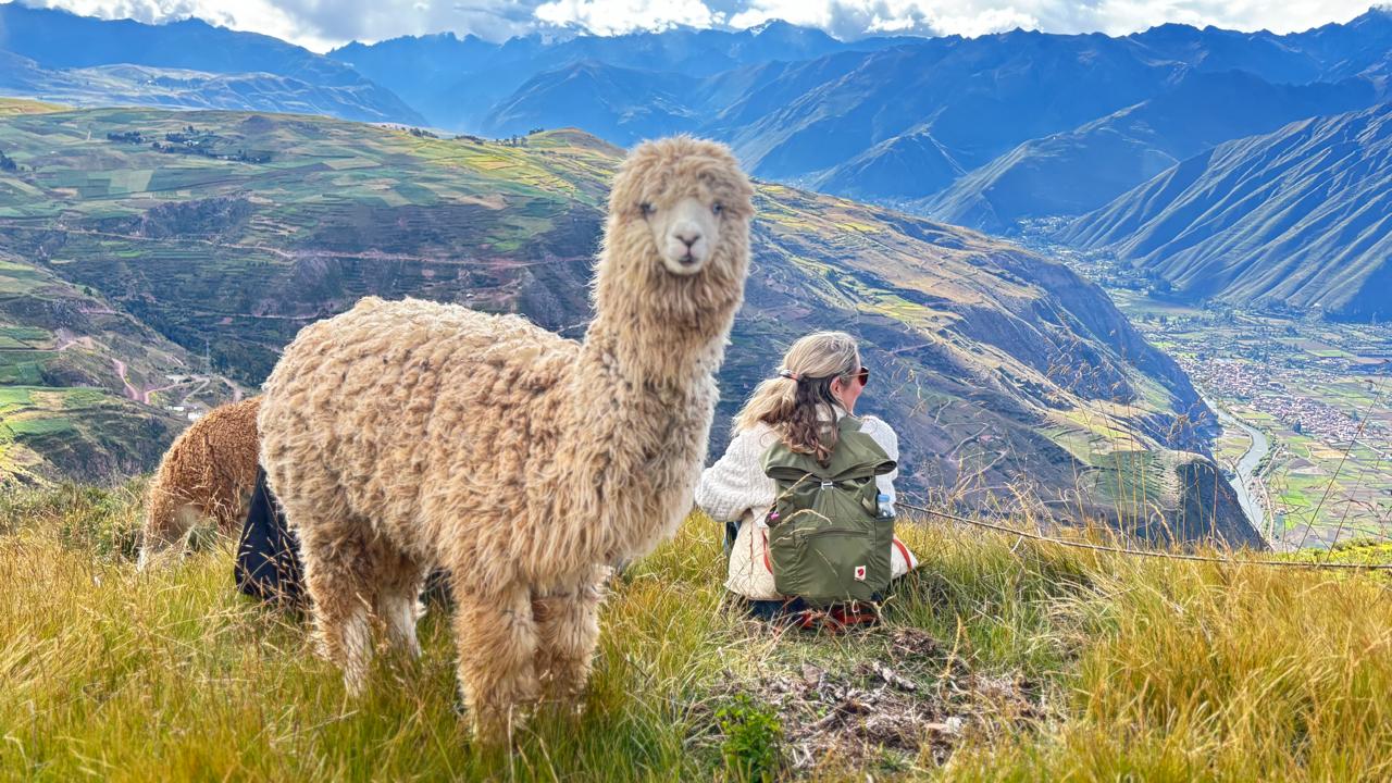Llamas vs Alpacas vs Vicuñas in Cusco: Key Differences Every Traveler Should Know