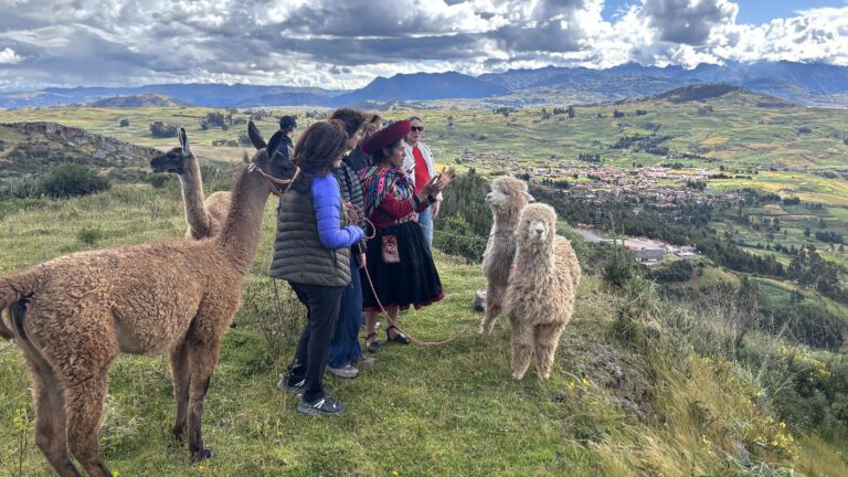 alpaca trekking over sacred valley cusco